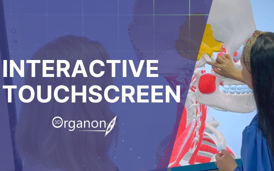 3D Organon on Touchscreen